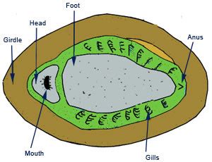 Molluscs of Australia