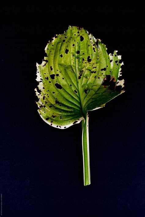 "Single Hosta Leaf Ravaged By Insects" by Stocksy Contributor "Jeff Wasserman" - Stocksy