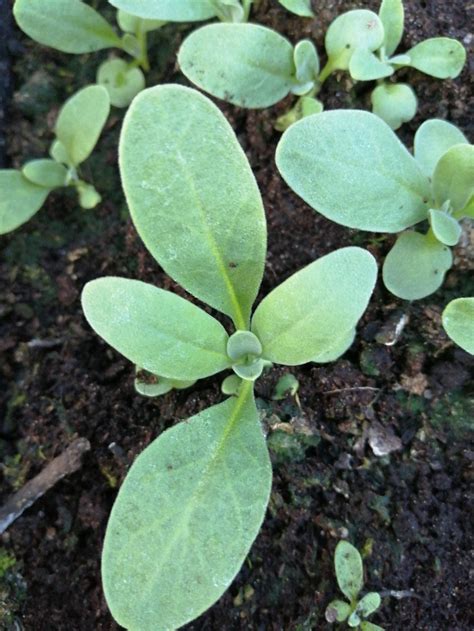 What are these seedlings? — BBC Gardeners' World Magazine