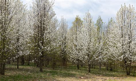 Do Not Plant: Invasive Bradford Pear