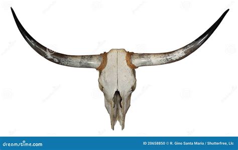 Longhorn Skull Stock Photo - Image: 20658850