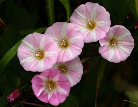 Flower Photos: Field Bindweed Flower