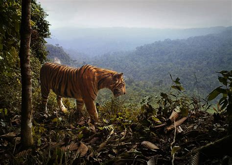 Deforestation Increases Threat of Extinction for Critically Endangered Sumatran Tiger