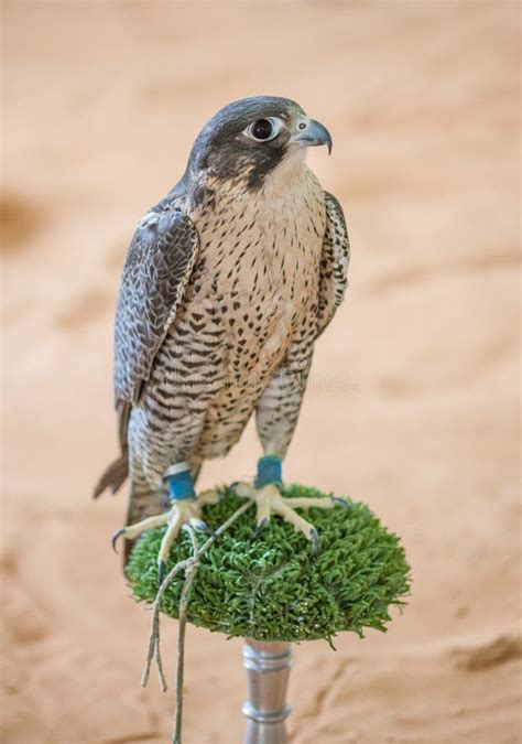 Arabian Falcon stock photo. Image of falcon, dubai, evening - 429704