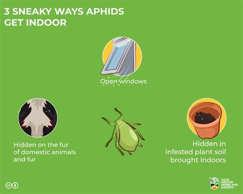 3 Sneaky Ways Aphids Get On Your Indoor Plants – Your Indoor Herbs and Garden