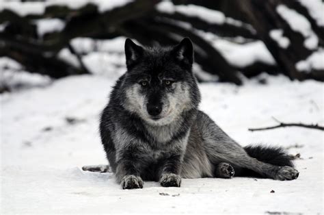 wolves, Snow, Animals, Wolf Wallpapers HD / Desktop and Mobile Backgrounds