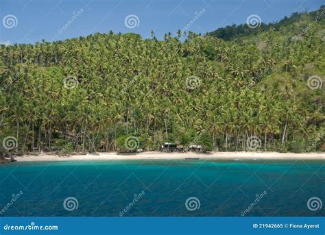 Coconut plantation stock image. Image of blue, indonesia - 21942665