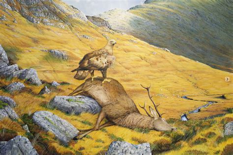 Golden Eagles on Knoydart – Colin Woolf Fine Art