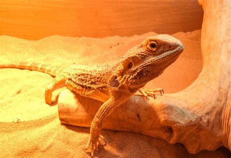 Bearded Dragon Growth Chart - Age, Size, And Healthy Weights