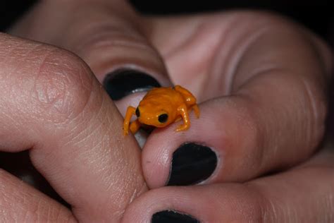 Pumpkin Toadlet | Project Noah