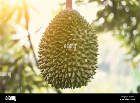 Musang king malaysia hi-res stock photography and images - Alamy