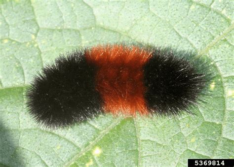 Fuzzy-Wuzzy Woolly Bears - The Adirondack Almanack