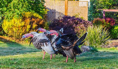 The Three Tenors Photograph by James Tanforan - Fine Art America