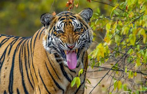 Royal Bengal Tiger - Facts, Habitat and Information in Nepal