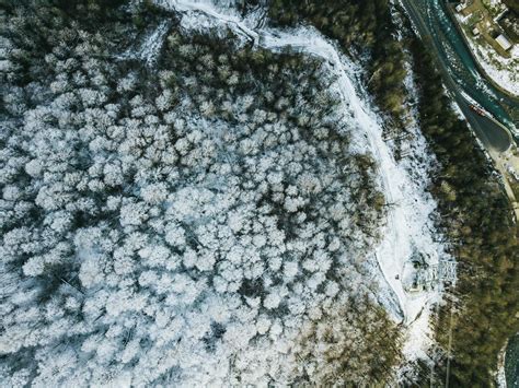 Aerial View of Forest Covered With Snow · Free Stock Photo