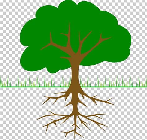 The Great Kapok Tree PNG, Clipart, Branch, Christmas Tree, Diagram ...