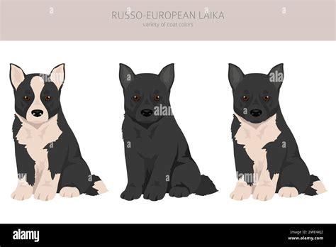 Russo-European Laika puppy clipart. All coat colors set. All dog breeds characteristics ...