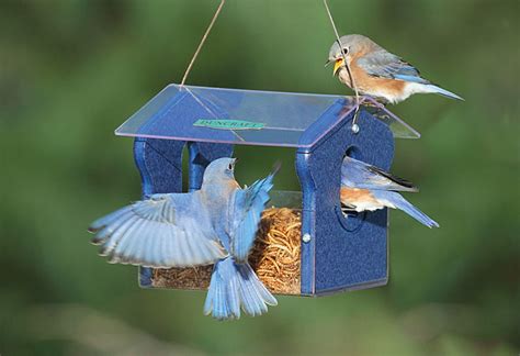 Best Bluebird Feeders 2023 (Buying Guide) - Garden Lovers Club