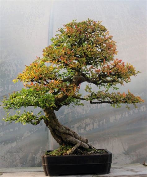 Pin by Isobel Carr on Chinese Elm Bonsai | Chinese elm bonsai, Elm ...