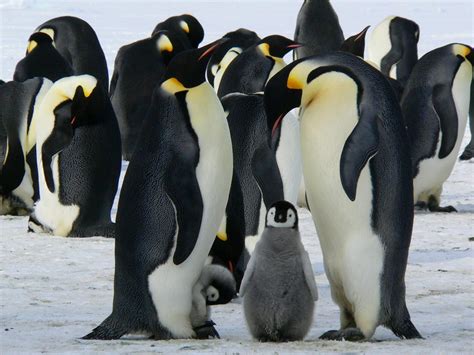 Emperor Penguin Facts for Kids | Penguins Information