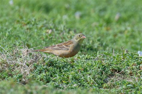 Ortolan Bunting by Tom Shevlin - BirdGuides