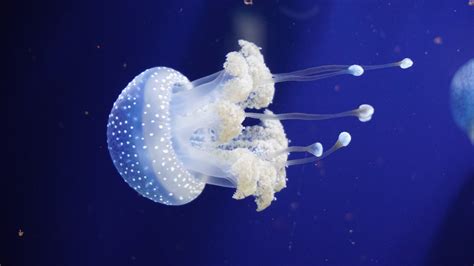 Close up of Jellyfish · Free Stock Photo