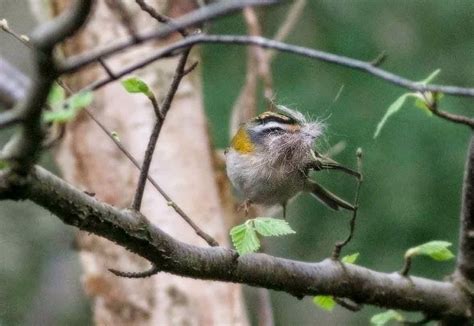 Cock of the Rock: Firecrest nest building.