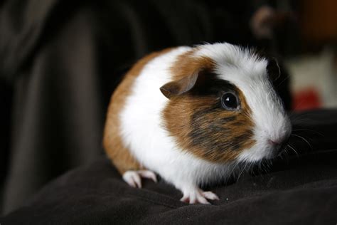 File:Small Guinea Pig.jpg