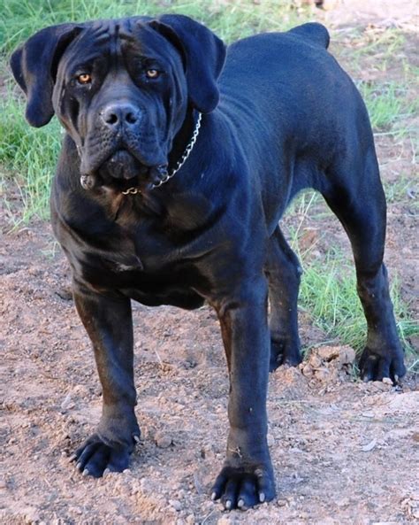 South African Boerboel Mastiff - Spitsvuur Ramkat | African boerboel, Dog breeds, South african ...