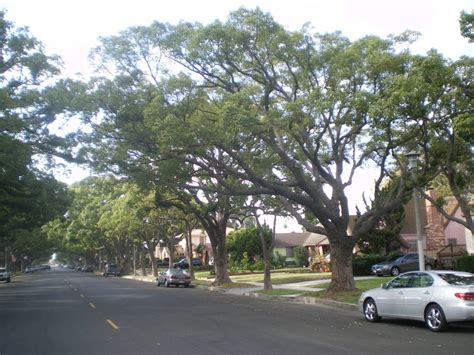 The Camphor Tree - Guide To Growing And Care – MK Library