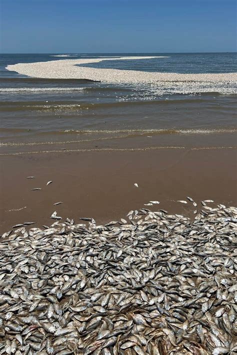 Tens of Thousands of Dead Fish Wash Ashore on Gulf Coast in Texas - The New York Times