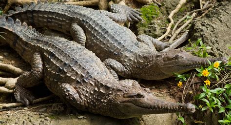 Freshwater crocodiles | Australia’s Defining Moments Digital Classroom | National Museum of ...