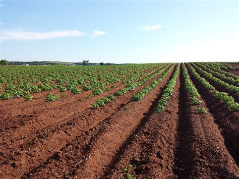 Free photo: Potato, Field, Crops, Farm, Soil - Free Image on Pixabay - 1628500