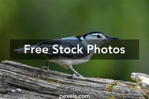 White Breasted Nuthatch Call Photos, Download The BEST Free White Breasted Nuthatch Call Stock ...