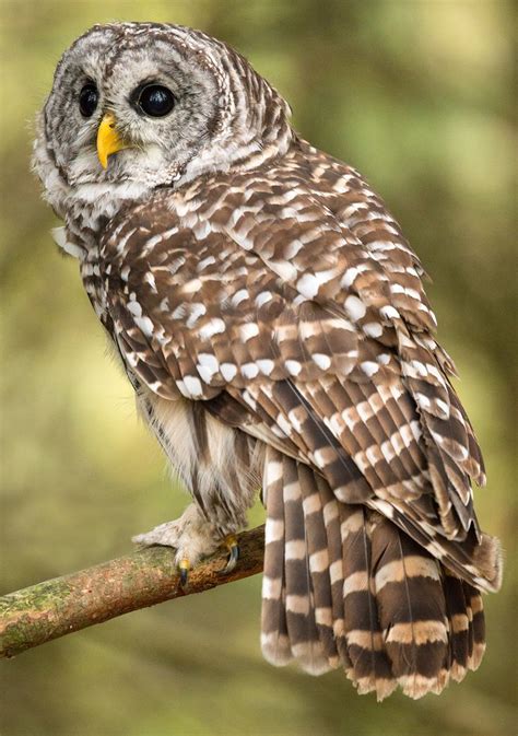 Barred Owl Hoot | Barred owl, Owl, Owl pictures