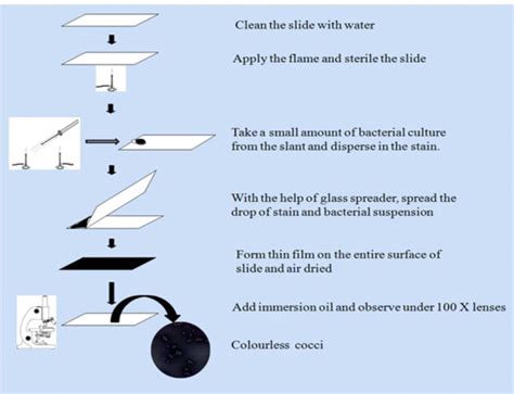 Negative Staining: Principle, Procedure, Results and Application - Biology Ease