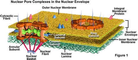 Molecular Expressions Cell Biology: Nuclear Pores