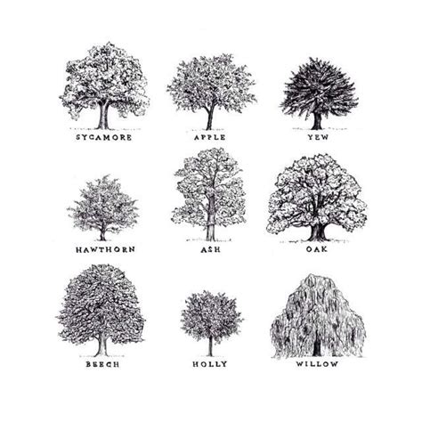 Pin by Marcos Treminio on arbor | Oak tree drawings, Oak tree tattoo ...