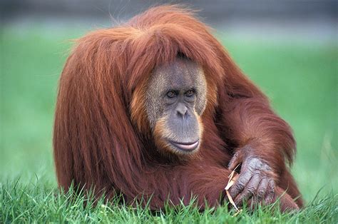 There are twice as many Sumatran orangutans than previously thought ...