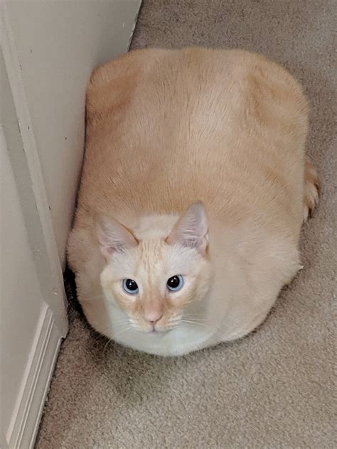 One Mega Chonk Loaf, Piping Hot and Lightly Toasted - Meow Moe | Cute ...