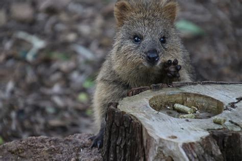 Quokka Joey