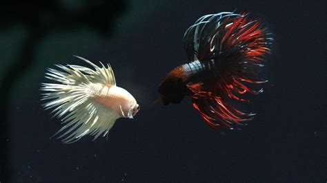 Fighting, psychedelic, betta, Siamese, fish, tropical, underwater ...