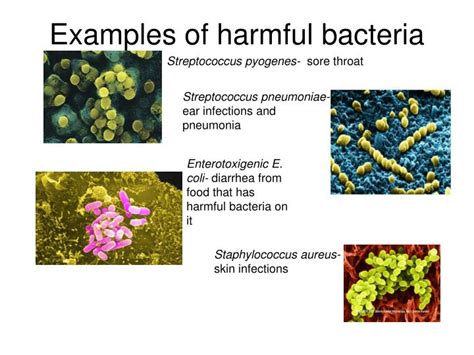 Bacteria Are Examples Of