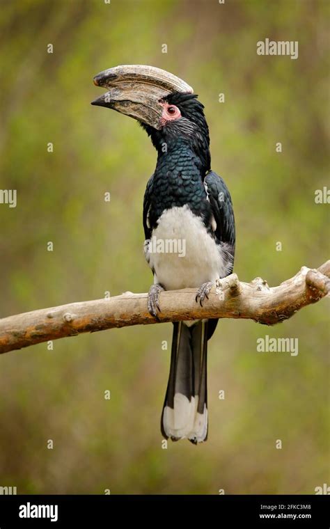 Trumpeter hornbill, Bycanistes bucinator, bird with big bill, common ...