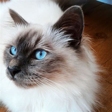 12 Most Popular Cat Breeds