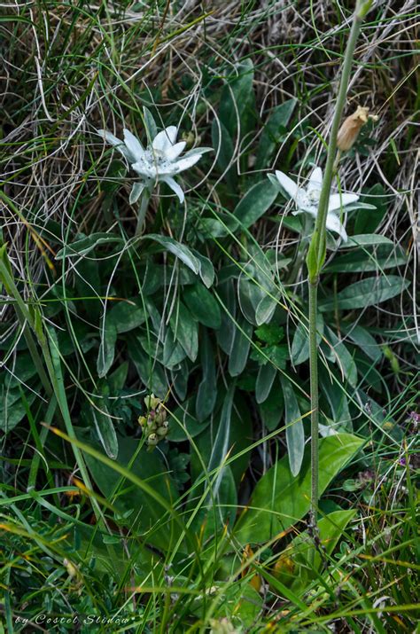 Edelweiss, mountain flower, Floare de Colt. Ceahlau Mountain - a photo on Flickriver