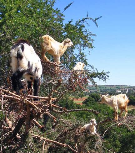 chippep: WHEN GOATS CLIMB TREES ...