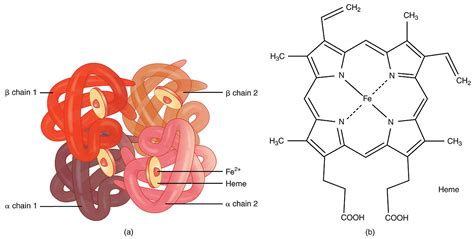 What is the Function of Hemoglobin in the Human Body - Pediaa.Com