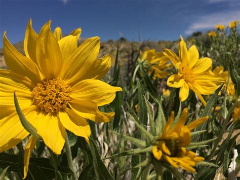 Wyoming | Bureau of Land Management