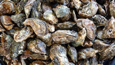 Sapovirus Outbreak in Las Vegas linked to Raw Oysters | Food Poison Journal